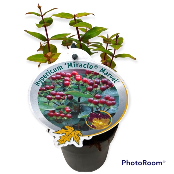 <h4>Hypericum Miracle Marvel P13</h4>