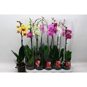 PHAL GEM