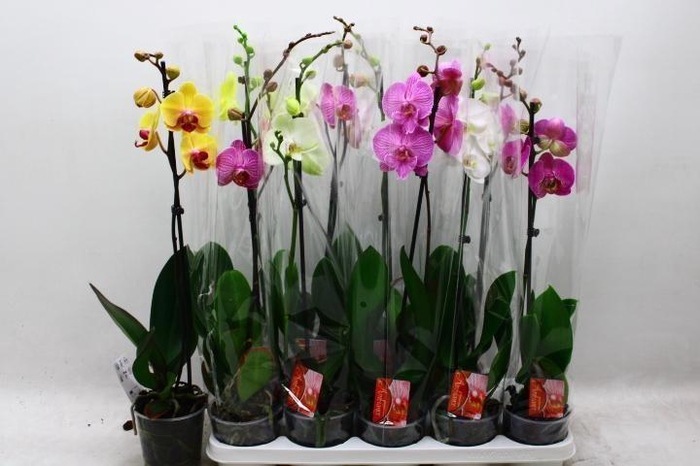 <h4>PHAL GEM</h4>