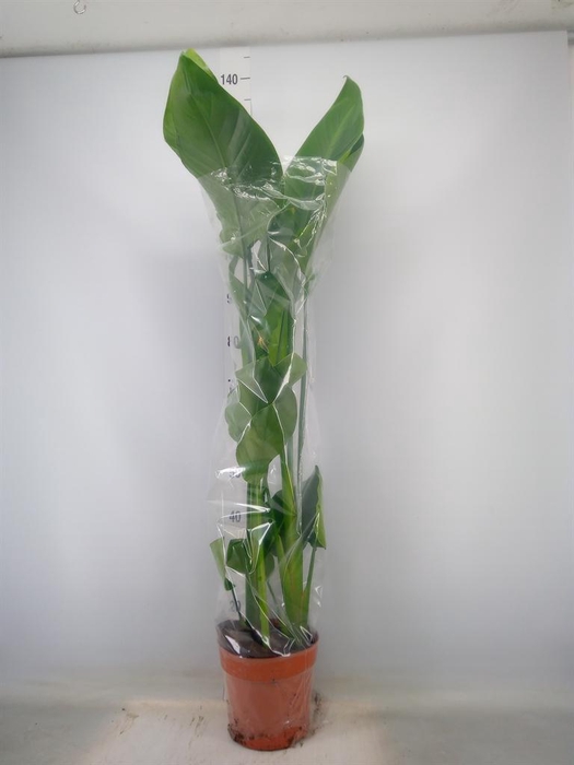 <h4>Strelitzia nicolai</h4>