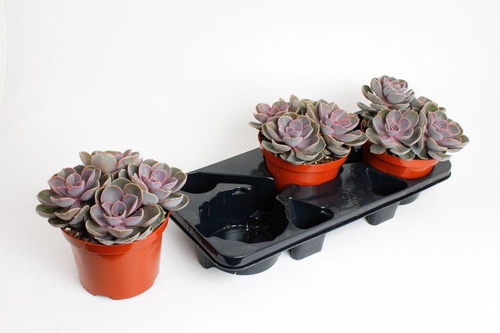 <h4>Echeveria Perle von Nurnberg</h4>