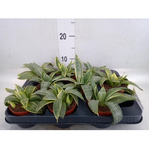 Sansevieria trifa. 'Hahnii'
