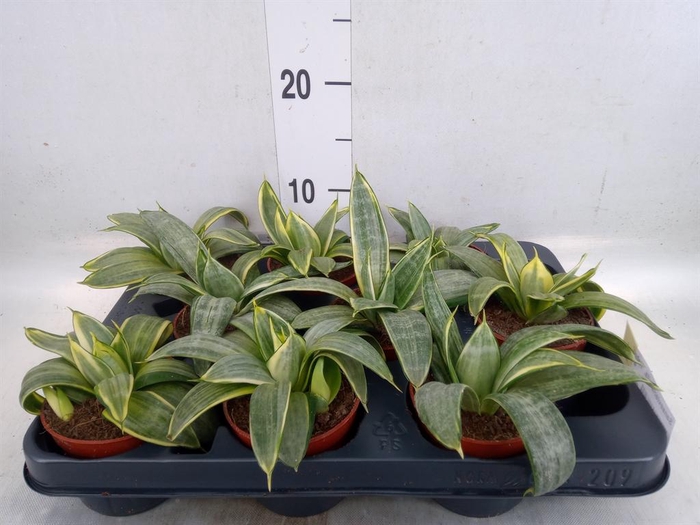 <h4>Sansevieria trifa. 'Hahnii'</h4>