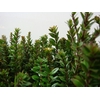 MYRTUS ELISIR TARANTINO 400