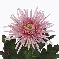 CHR G ELBRUS PINK