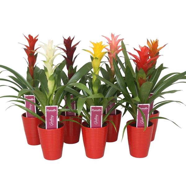 <h4>Guzmania gemengd in rood in ribbel keramiek</h4>