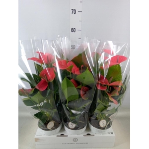 Anthurium andr. 'Pink Champion'