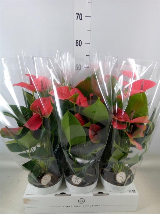 <h4>Anthurium andr. 'Pink Champion'</h4>