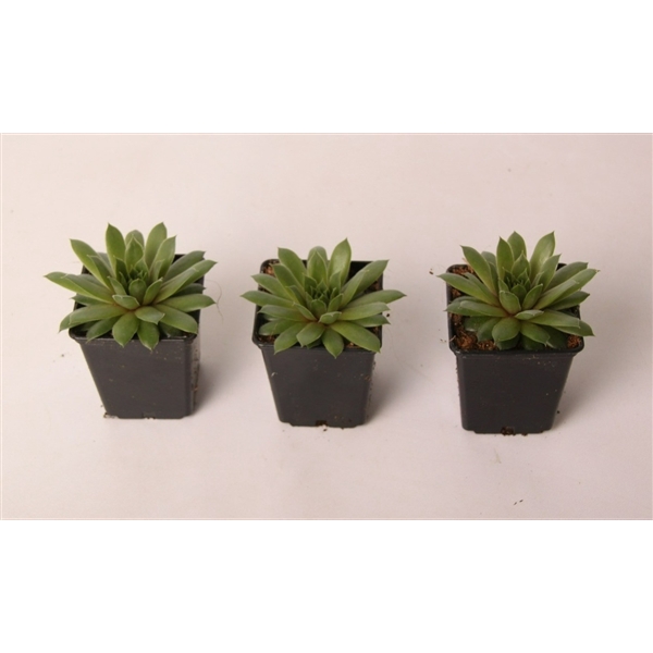 <h4>Sempervivum caucasicum 7 cm</h4>