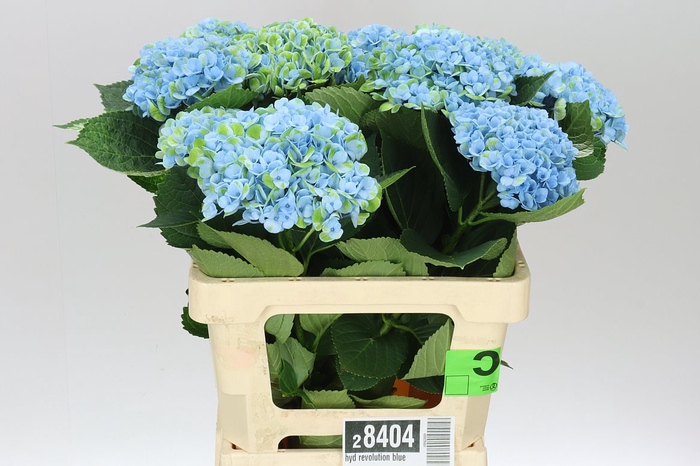 <h4>Hyd Revolution Blue</h4>