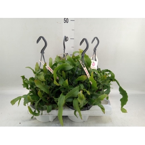 Epiphyllum guatem. var. monstrosa