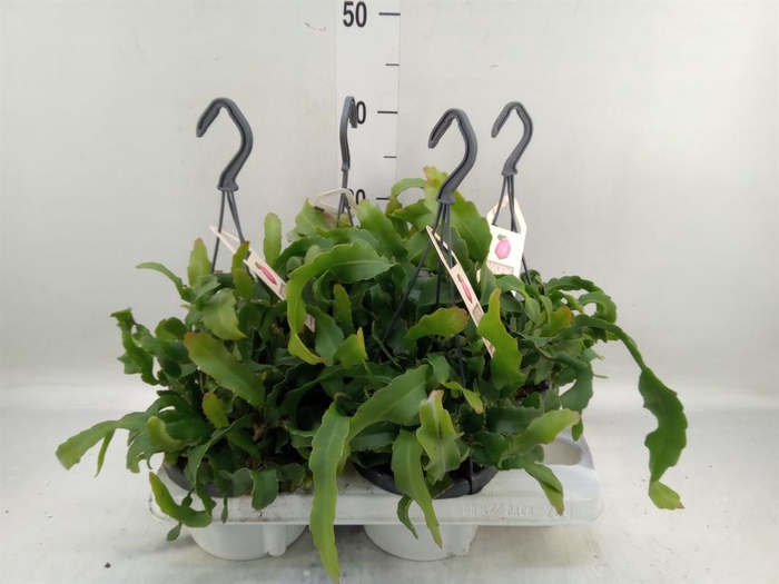 <h4>Epiphyllum guatem. var. monstrosa</h4>