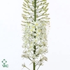 Eremurus Alaska White