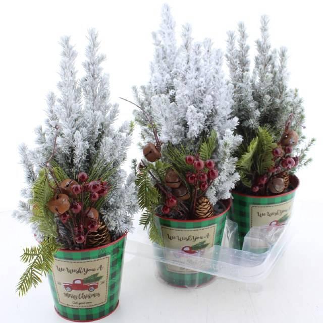 <h4>Picea Gl Perfecta</h4>