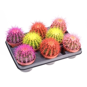 Echinocactus grusonii