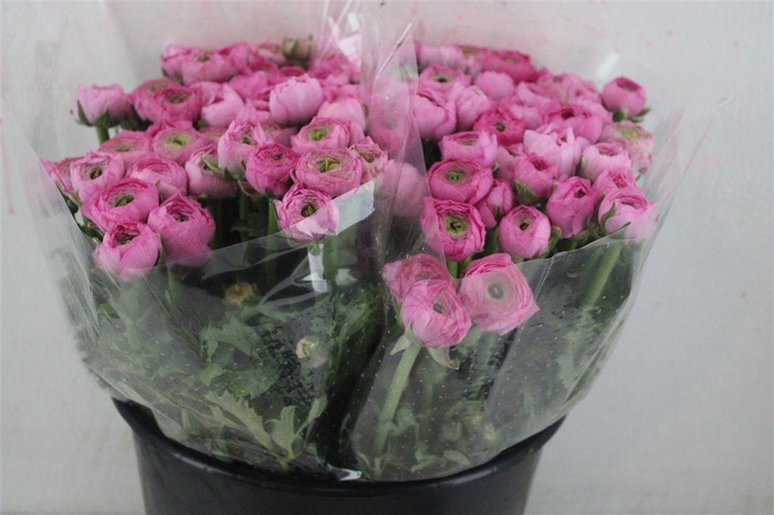 <h4>Ran Elegance Pink</h4>