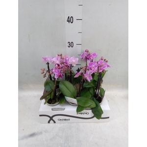 Phalaenopsis   ...mini