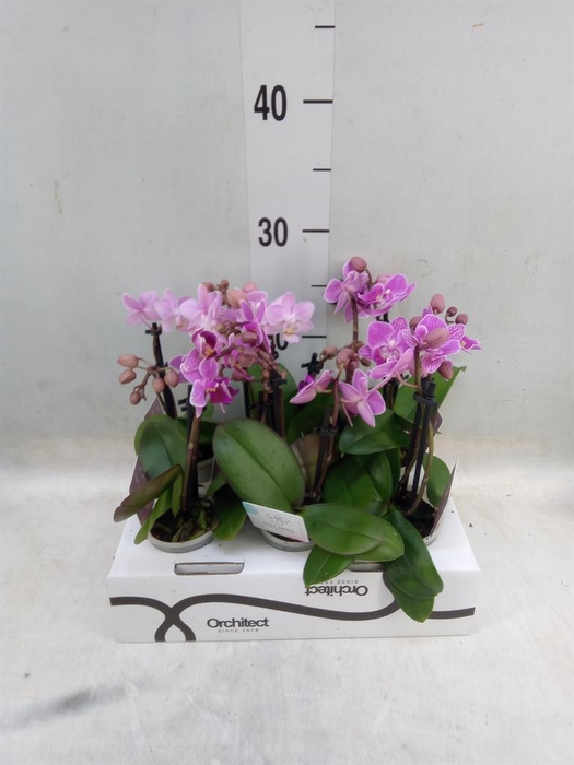 <h4>Phalaenopsis ...mini</h4>