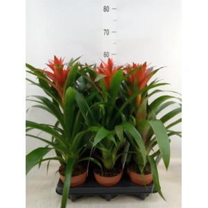 Guzmania  'Ostara'