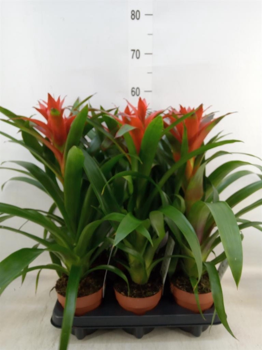 <h4>Guzmania 'Ostara'</h4>