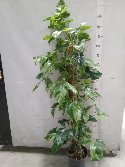 <h4>Syngonium ...</h4>