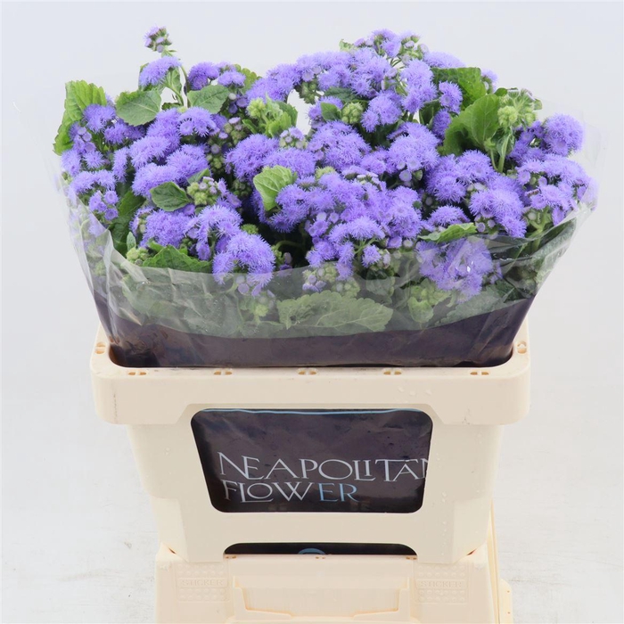 <h4>Ageratum Blue Horizon</h4>