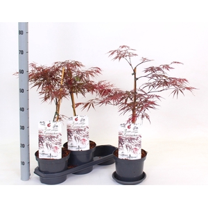 ACER PA FIRECRACKER