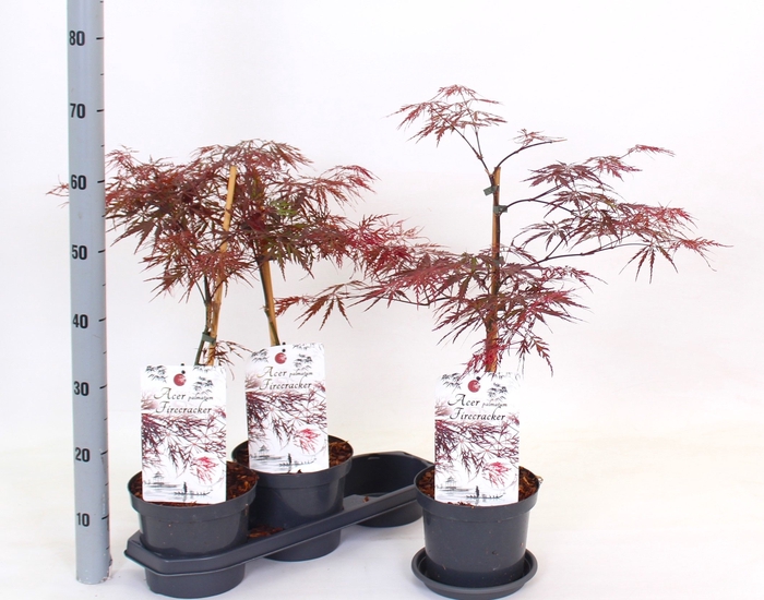 <h4>ACER PA FIRECRACKER</h4>