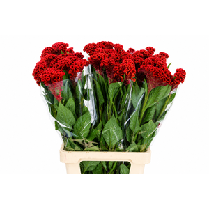 Celosia Cr Bombay Red