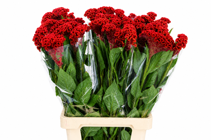 <h4>Celosia Cr Bombay Red</h4>