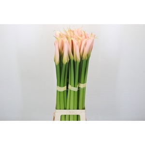 Zantedeschia Eydolls Salmon