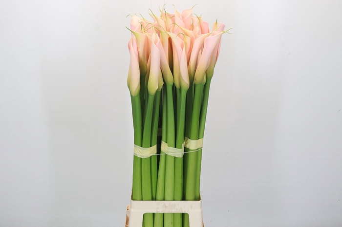 <h4>Zantedeschia Eydolls Salmon</h4>