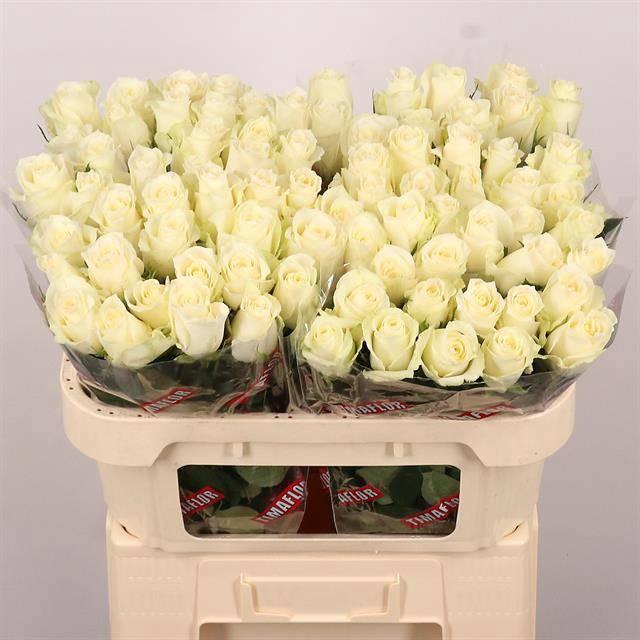 <h4>R GR ALBATROS</h4>