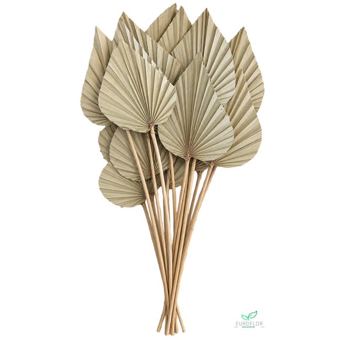 <h4>DRIED FLOWERS - PALMSPEAR NATURAL</h4>