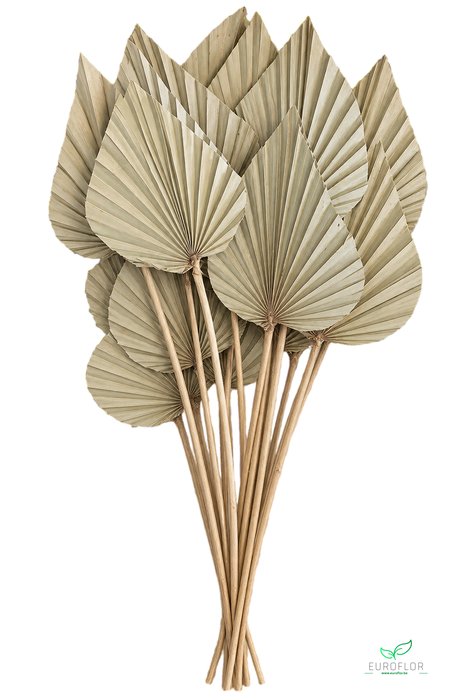 DRIED FLOWERS - PALMSPEAR NATURAL