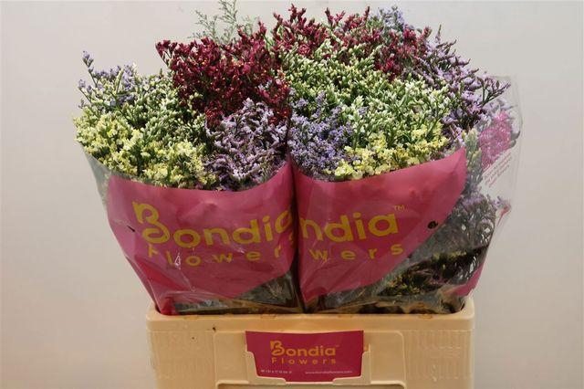 <h4>LIM SIN DIAMOND GEM</h4>