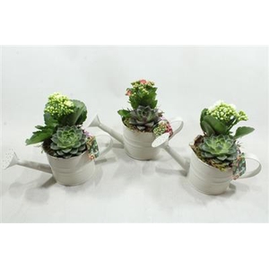 JA317 CREME GIETER INDOOR