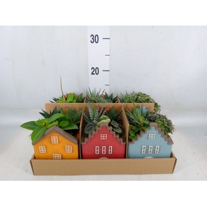 Arr.   Kamerplant Groen L%