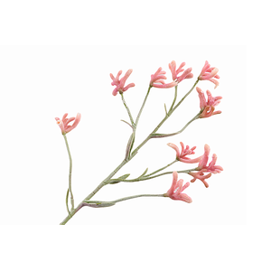 Anigozanthos Pink