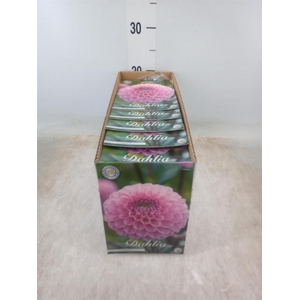 Dahlia   ...flowerbulbs