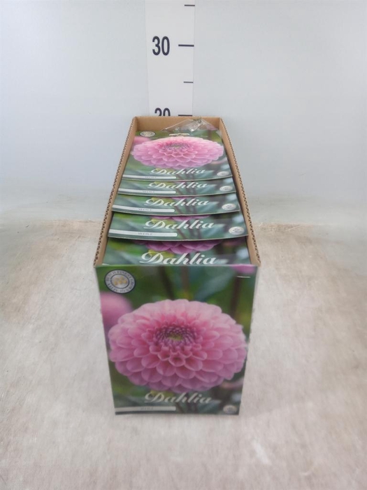 <h4>Dahlia   ...flowerbulbs</h4>