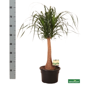 BEAUCARNEA RECUR
