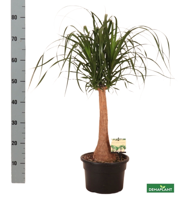 <h4>BEAUCARNEA RECUR</h4>