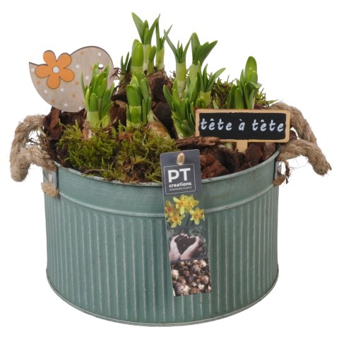 <h4>PTN5052 Arrangementen Narcissus (Other Grp) 'Tête-à-Tête'</h4>