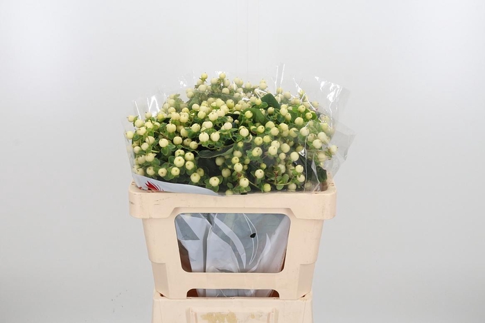 <h4>Hyp Mag Snowprince</h4>