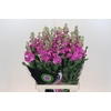 Matthiola Iron Hot Pink
