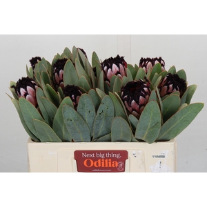 Protea African Didi
