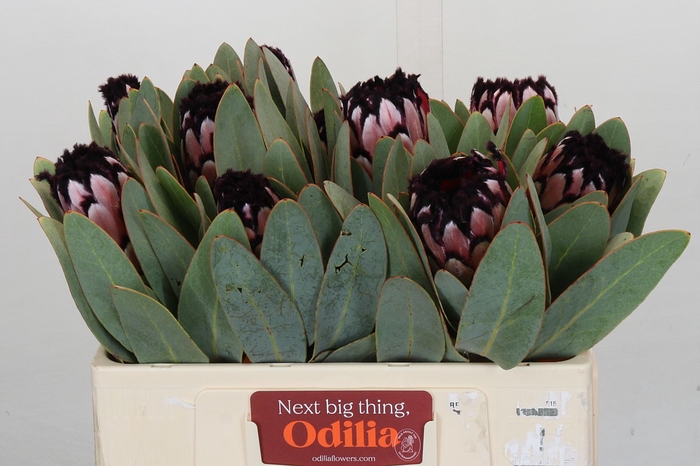 <h4>Protea African Didi</h4>