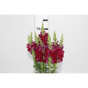 BOCA DE LEAO POTOMAC ROYAL 070 CM