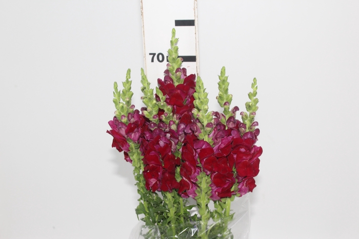 <h4>BOCA DE LEAO POTOMAC ROYAL 070 CM</h4>